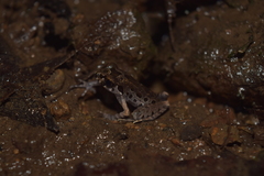 Leptobrachella hamidi