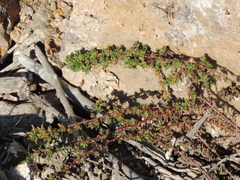 Limbarda crithmoides longifolia