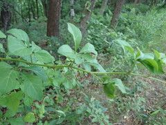 Eleutherococcus spinosus