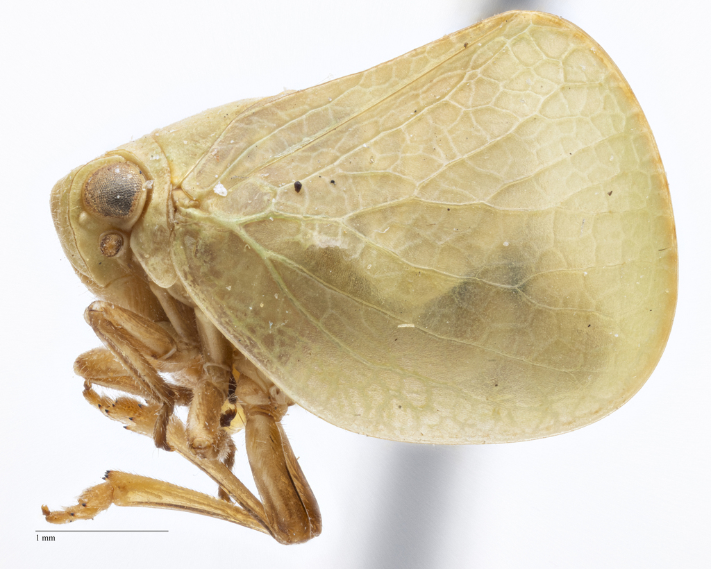 Acanalonia tehuacana