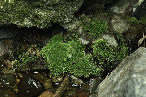 Philonotis hastata
