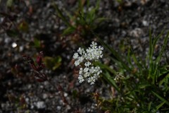 Perideridia lemmonii