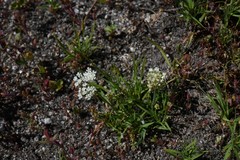 Perideridia lemmonii