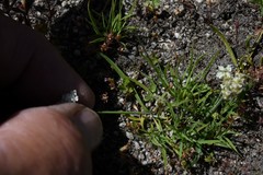 Perideridia lemmonii