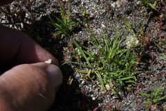 Perideridia lemmonii