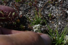 Perideridia lemmonii