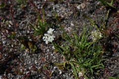 Perideridia lemmonii