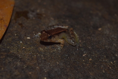 Limnonectes palavanensis
