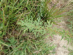 Lespedeza angustifolia