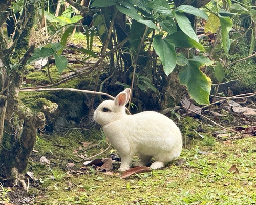 Oryctolagus cuniculus observed 2025-04-02