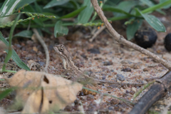 Sitana ponticeriana