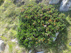 Rhododendron caucasicum