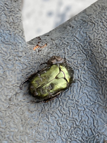 Copper Chafer, Sint Servatiusweg, Venray, Limburg, NL, photo 7 of 10