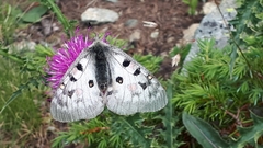 Parnassius phoebus