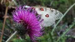 Parnassius phoebus