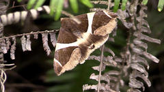 Bastilla crameri