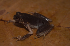 Leptobrachella gracilis