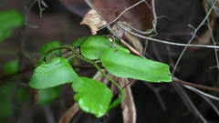 Cosmopterix