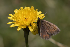Erebia epiphron
