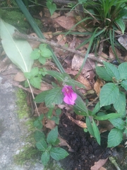 Impatiens napoensis