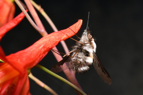 Bombylius anthophilus observed 2025-03-28