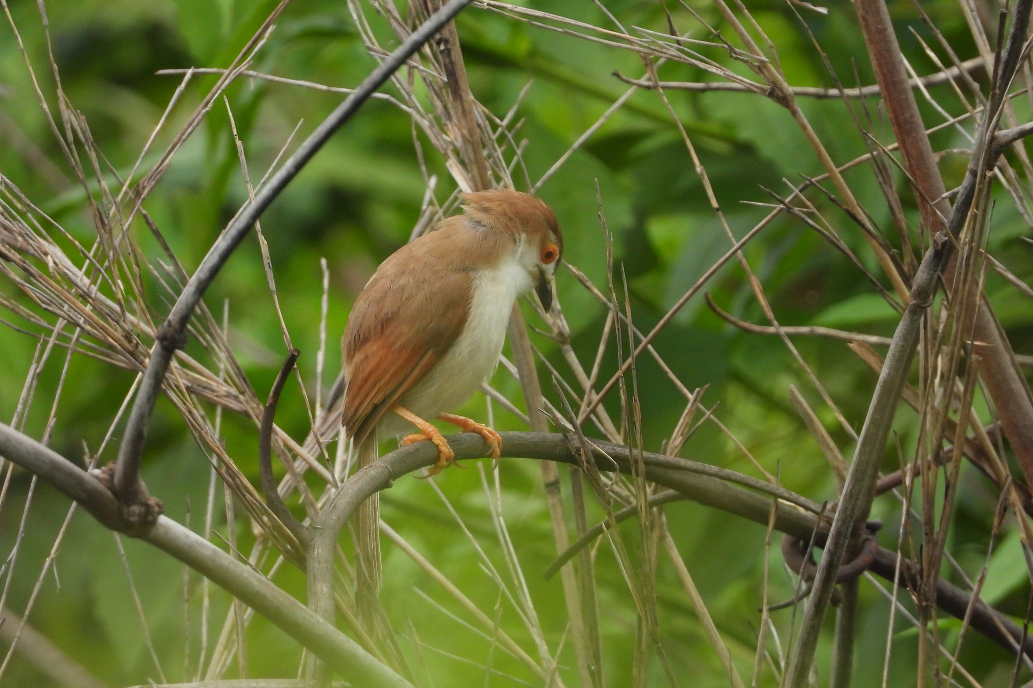 Yellow-eyed Babbler