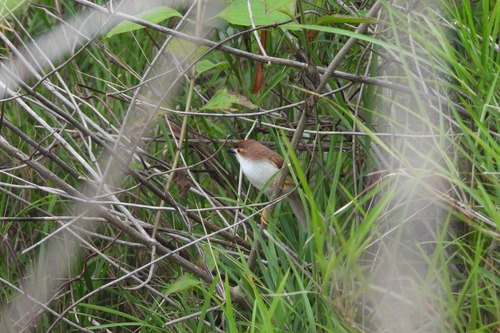 Yellow-eyed Babbler (Chrysomma sinense), photo 7