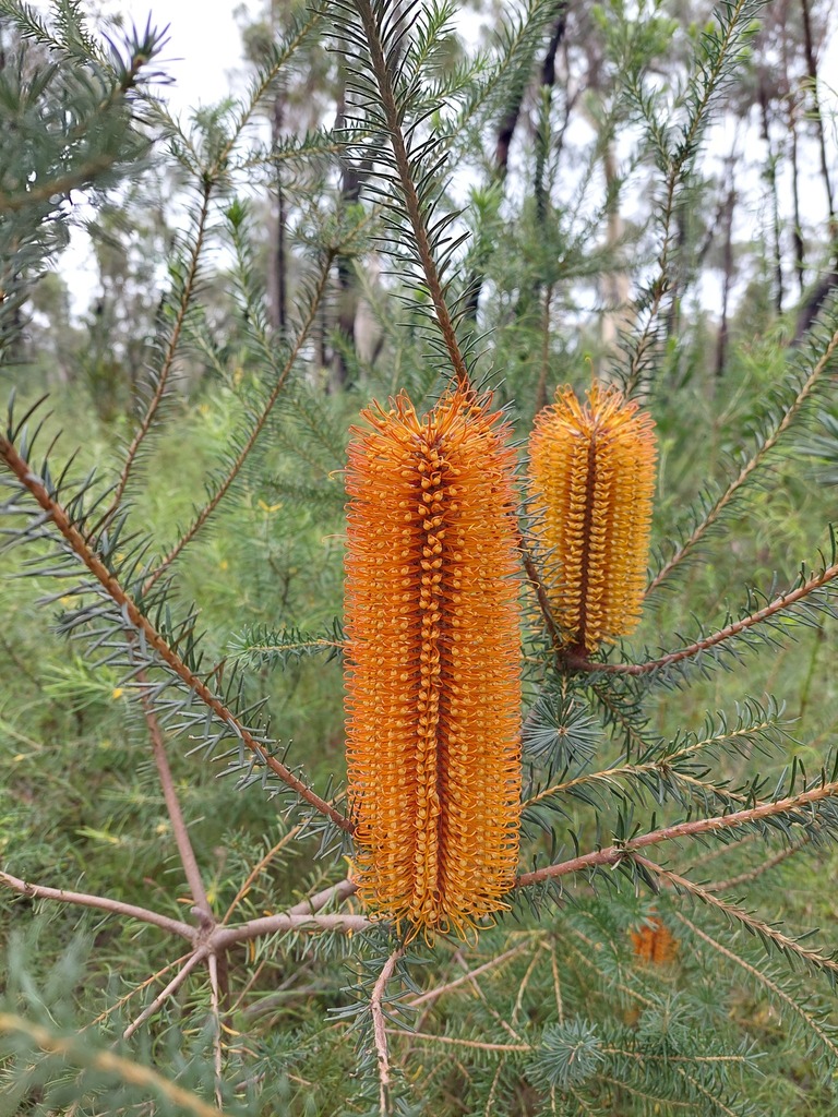 Banksia ericifolia, Yerriyong NSW 2540, Australia