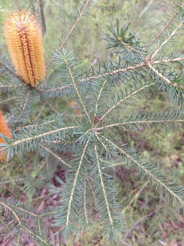 Banksia ericifolia