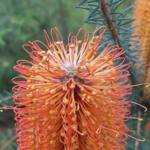 Banksia ericifolia