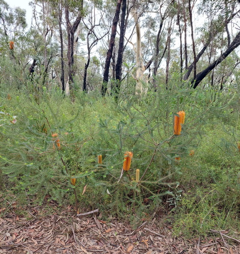 Banksia ericifolia