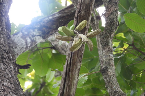 Dischidia major, photograph 4