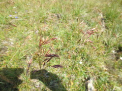 Bromus variegatus
