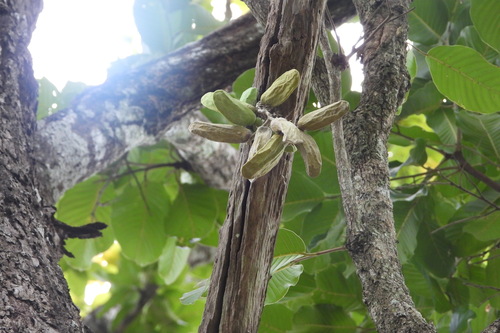 Dischidia major, photograph 6