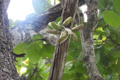 Dischidia major, photograph (c) Utain Pummarin, some rights reserved (CC BY)