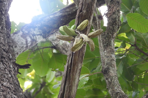 Dischidia major, photograph 5