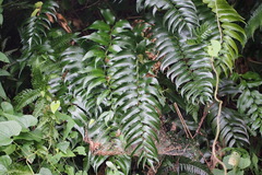 Cyrtomium atropunctatum