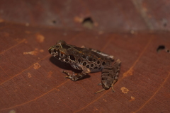 Leptobrachella hamidi