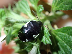 Tritomegas sexmaculatus
