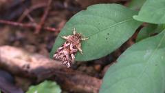 Callopistria exotica