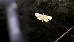 Cymoriza