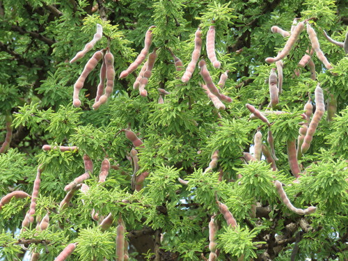 Schaffner's acacia