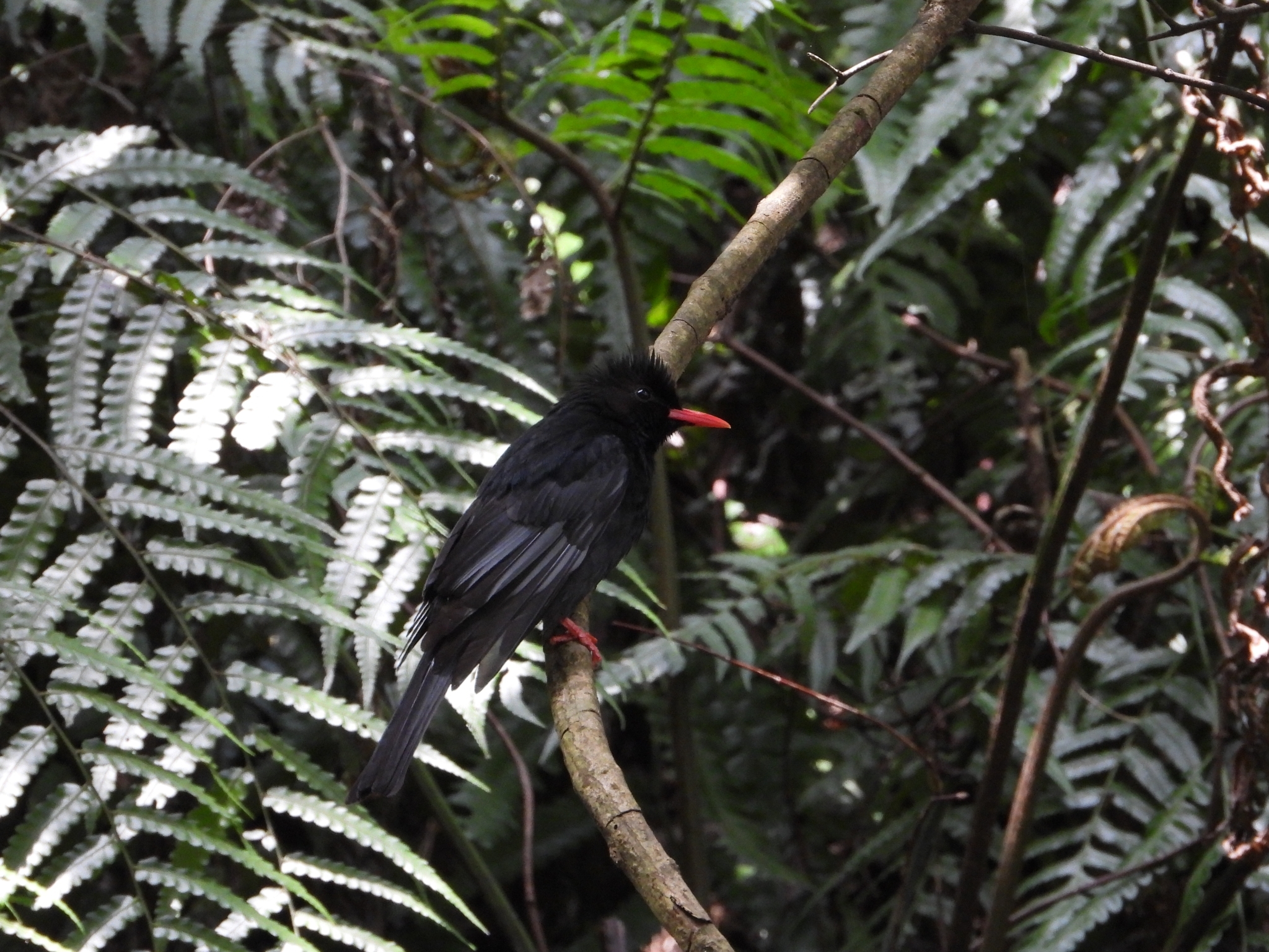Black Bulbul (Hypsipetes leucocephalus)