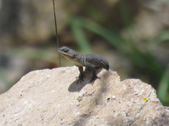 Sceloporus dugesii