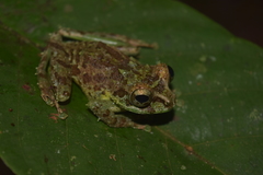 Philautus macroscelis