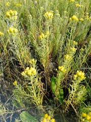 Galatella biflora