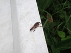 Promachus yesonicus