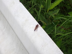 Promachus yesonicus
