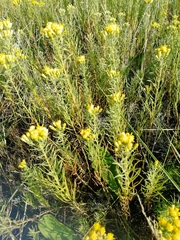 Galatella biflora