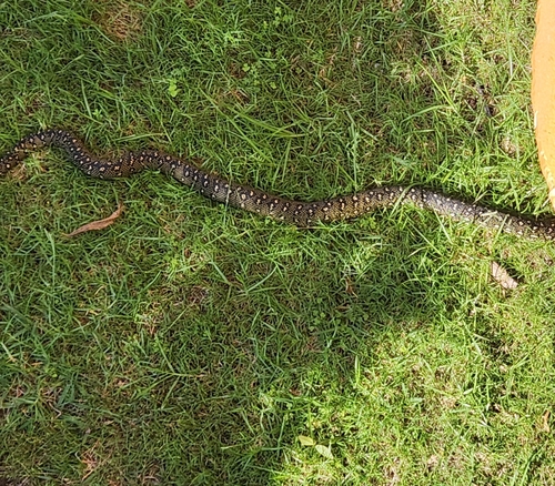 Diamond Python sighting